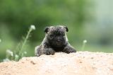 CAIRN TERRIER 601